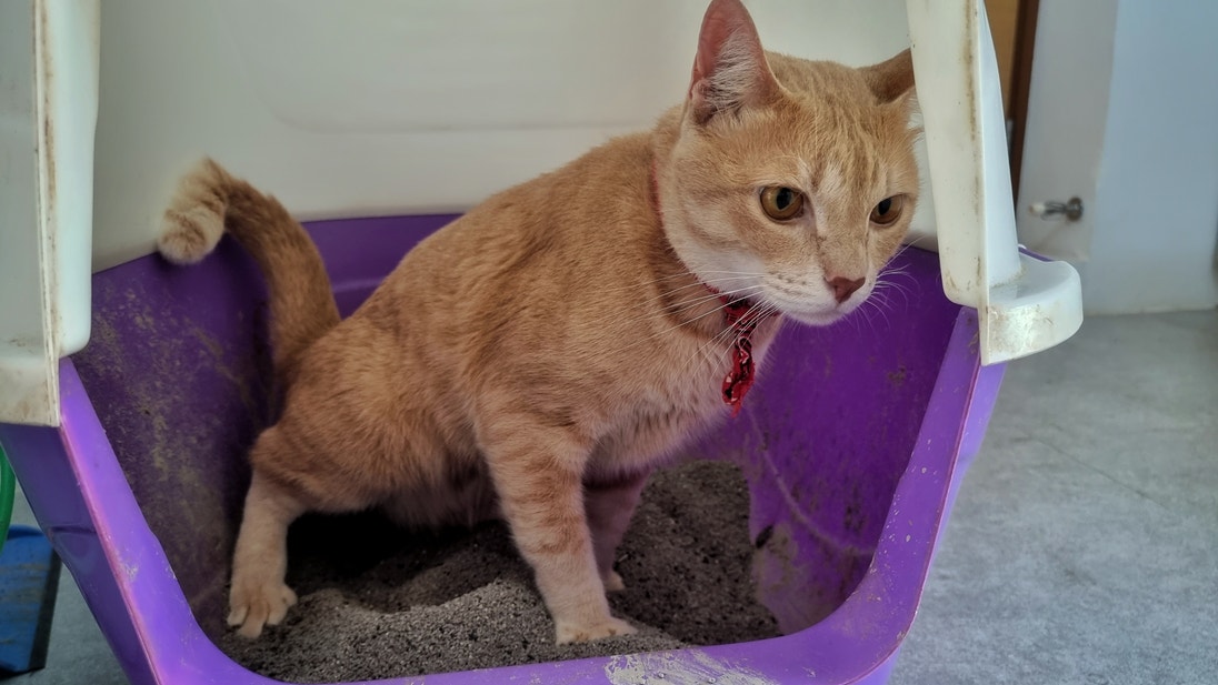 Gatto arancione con collare rosso dentro una lettiera viola, in posizione come se stesse per fare i bisogni.