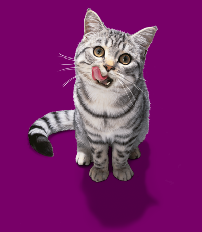 piccolo felino
